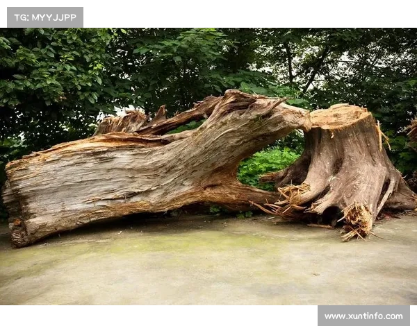 重庆城口县发现大规模野生崖柏群落,生态奇迹背后的保护意义(重庆城口崖柏介绍) 重庆城口县发现大规模野生崖柏群落,生态奇迹背后的保护意义(重庆城口崖柏介绍)