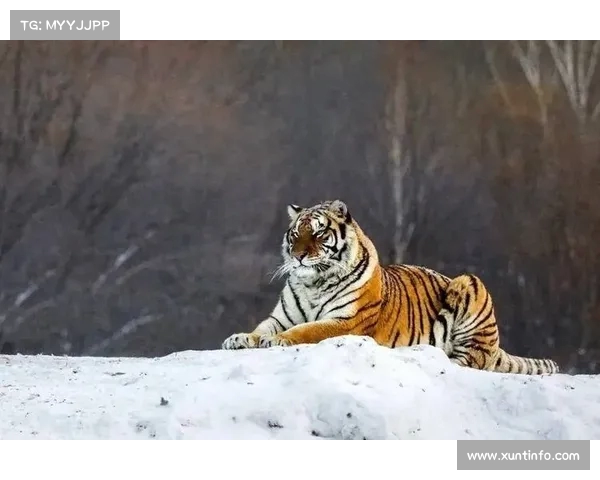副部级虎被中央处理：道德沦丧与腐败问题引发舆论震动(副部级算老虎吗)